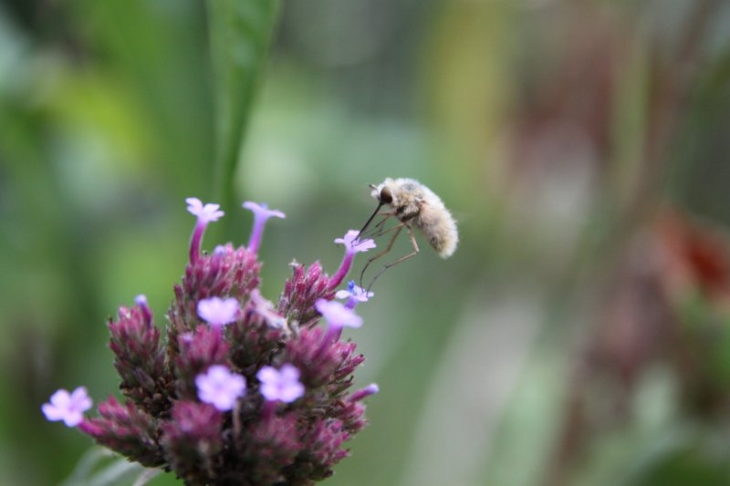 Bombyle butinant sur Verveine de Buenos Aires. jardin. Fay. 2022. Lise Jaloux